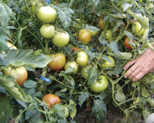 Ένα καταπληκτικό μεσοπρώιμο, 75 - 78 ημερών αυτοκορφολογούμενο υβρίδιο υπαίθριας ντομάτας. Φυτό ζωηρό με πολύ πλούσιο φύλλωμα και μεγάλη αναγεννητική ικανότητα. Καρπός πολύ σφιχτός, βάρους 300+ γρ με ωραίο κόκκινο χρώμα και γυαλάδα. Αντέχει στο σκάσιμο και στα ΤΜV, F1, F2, V.A. και νηματώδη.